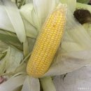 농산물 - 제천시 명지로 28 | 돌쇠네 농산물 초당옥수수 구매 후기 (내돈내산), 찌는 법
