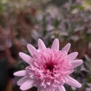 목마송이 이미지