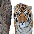 동북호림원, 동북호랑이 동계 야생훈련 실시 이미지