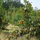 광운관광농원 이미지