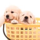 강아지 켄넬 이미지