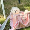 올어바웃도그 이미지