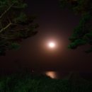 바다엔소나무 이미지