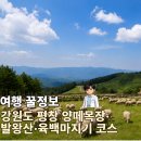 [여행 꿀정보] 아이와 강원도 평창 가족여행 고민된다면 양떼목장·발왕산·육백마지기 코스 체크...