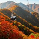 명산차민박 | 2025 내장산 단풍 절정 시기 완벽 공략! 케이블카부터 맛집, 숙소까지 🍁