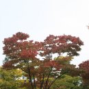 철따라 이미지