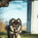 엘리스펫 이미지