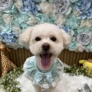 한사랑 애견미용샵 | 소사본동애견미용 잘하는 곳 찾는다면? 강아지 스트레스 최소화 미용, 수애견샵 후기