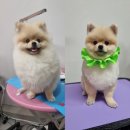 써니펫살롱 이미지