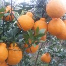 서당농장 이미지