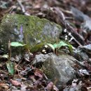 얼레지펜션 이미지