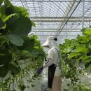 미리내농장 | 농협 청년 농부 사관학교_딸기 반_현장실습 하반기_안성에서 살아보기
