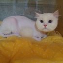 가로수동물병원 이미지