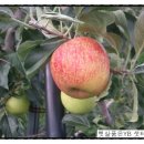 샛터농장 이미지