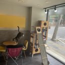 고양이무마취미용 고무미 이미지