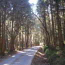 차밭매점 이미지