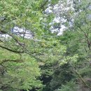 자하백성
