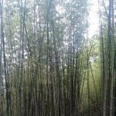 선운민박 이미지