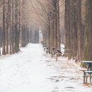 겨울에 걸으면 더 좋은 서울의 도심 속 숲길 이미지