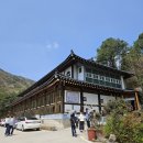 벽오동화순점 이미지