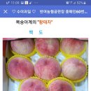 백도!! 뉴그린황도 !!! 이미지