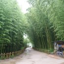 태화십리대숲먹거리단지 이미지