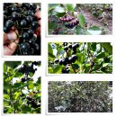 석산농장 이미지