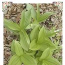 마가목민박 이미지