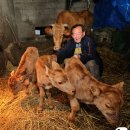 쌍둥이축산2 이미지