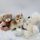 야옹아 멍멍해봐(신대점) 이미지