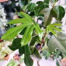 황칠나무집 이미지