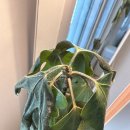 황칠나무집 | (후기추가) 과습왔던 황칠나무 후기. 응애 박멸하여 황칠이 살리기