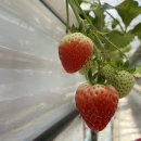 이한농장 이미지