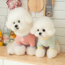 강아지 멋내기 이미지