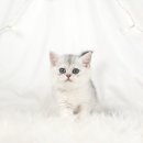 대구고양이분양 도로시펫 이미지