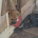 강이랑아지랑 이미지