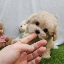 스타일독앤캣 강아지고양이 부천본점 | 부천강아지분양 전문 아이러브독에서 만난 예쁜 말티푸분양 후기