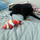 언니네 애견미용실 이미지