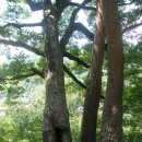 서산대사 옛길 Daum카페