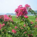 영산로 배롱나무길 이미지