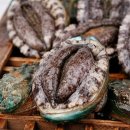 완도참전복 이미지