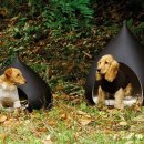 강아지집 이미지