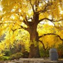 말하는 은행나무 이미지