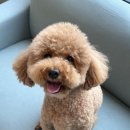 독구(DOGGOO)