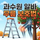 명심축산 | 과수원 사과 수확 알바 후기 작업 피로도 줄이고 무릎 통증 예방하기