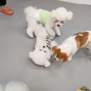 조이풀독 이미지