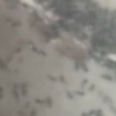봉순대 - 유성구 전민로10번길 24 | 봉순대