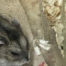 상도힐링동물병원 이미지