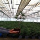 금송목재 이미지