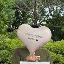 기념일 이벤트 성공한 핑크 헬륨풍선 추천 원벌룬앤파티 레터링풍선 후기